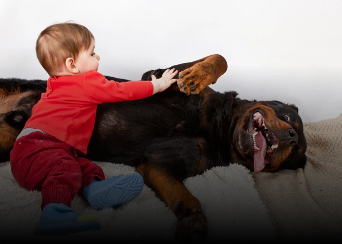 Rottweiler-Shop Kinderwelt Kind spielt mit Rottweiler Hund