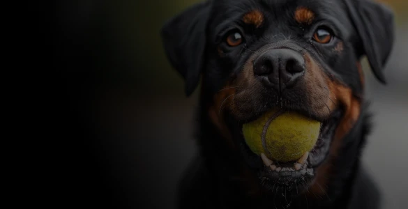 Hundespielzeug Rottweiler-Shop