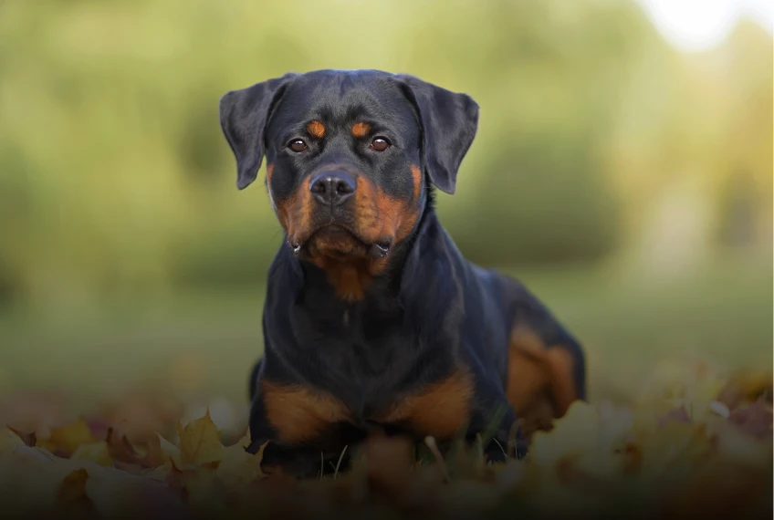 Rottweiler im Herbstlaub