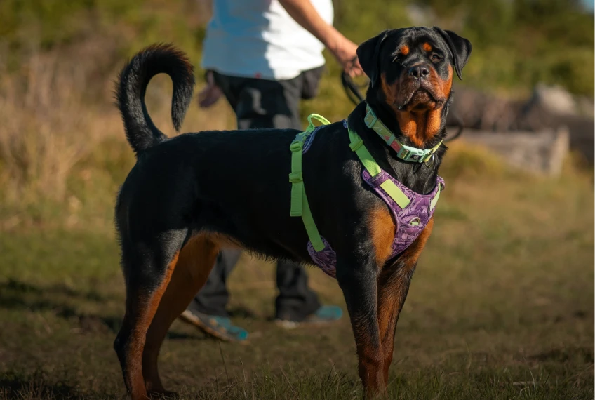 Rottweiler Hund im Geschirr