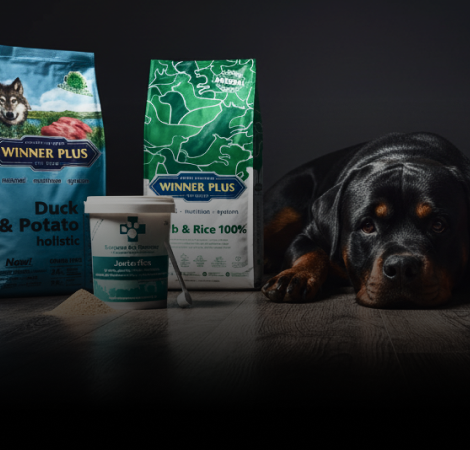 rottweiler-shop.de-startseite-kachel-hundeartikel-2 rottweiler-shop.de-startseite-kachel-hundeartikel-2