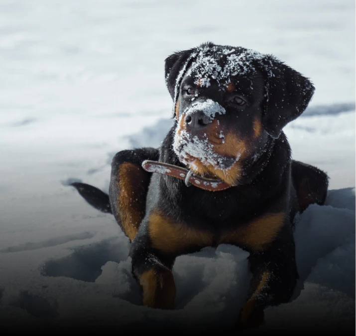 Rottweiler im Schnee Rottweiler im Schnee