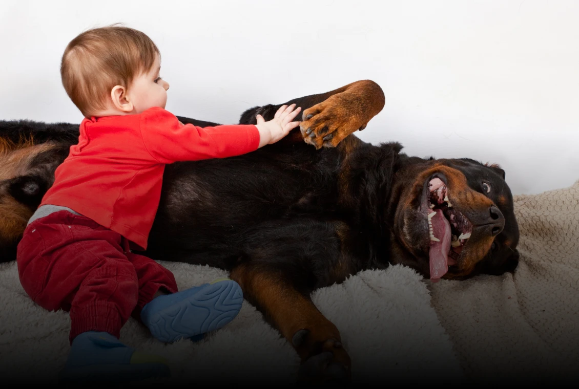 Rottweiler-Shop Kinderwelt