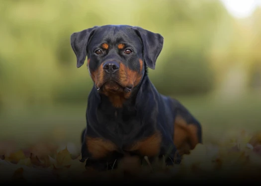 Rottweiler im Herbstlaub