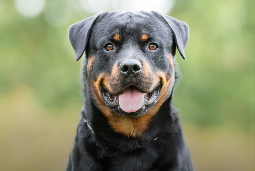 Ein Rottweiler Ein Rottweiler