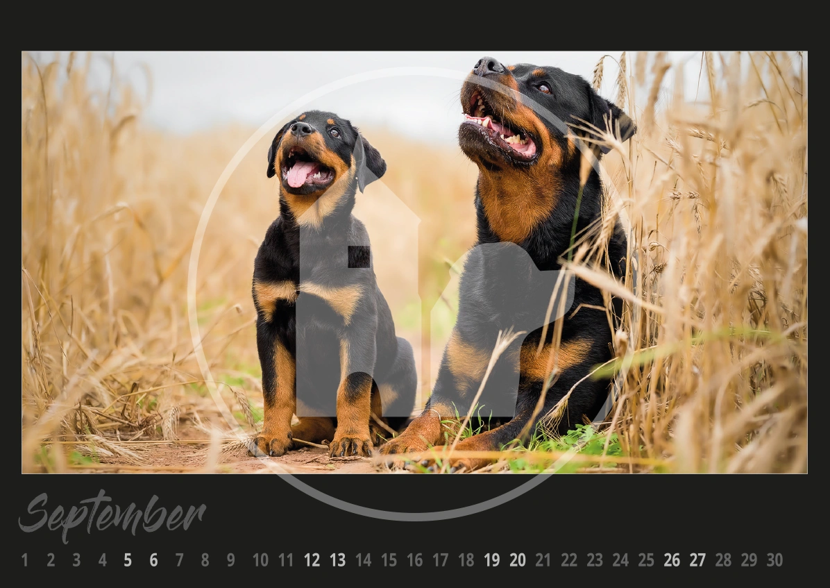Rottweiler Hunde Kalender 2026 Rottweiler Hunde Kalender 2026