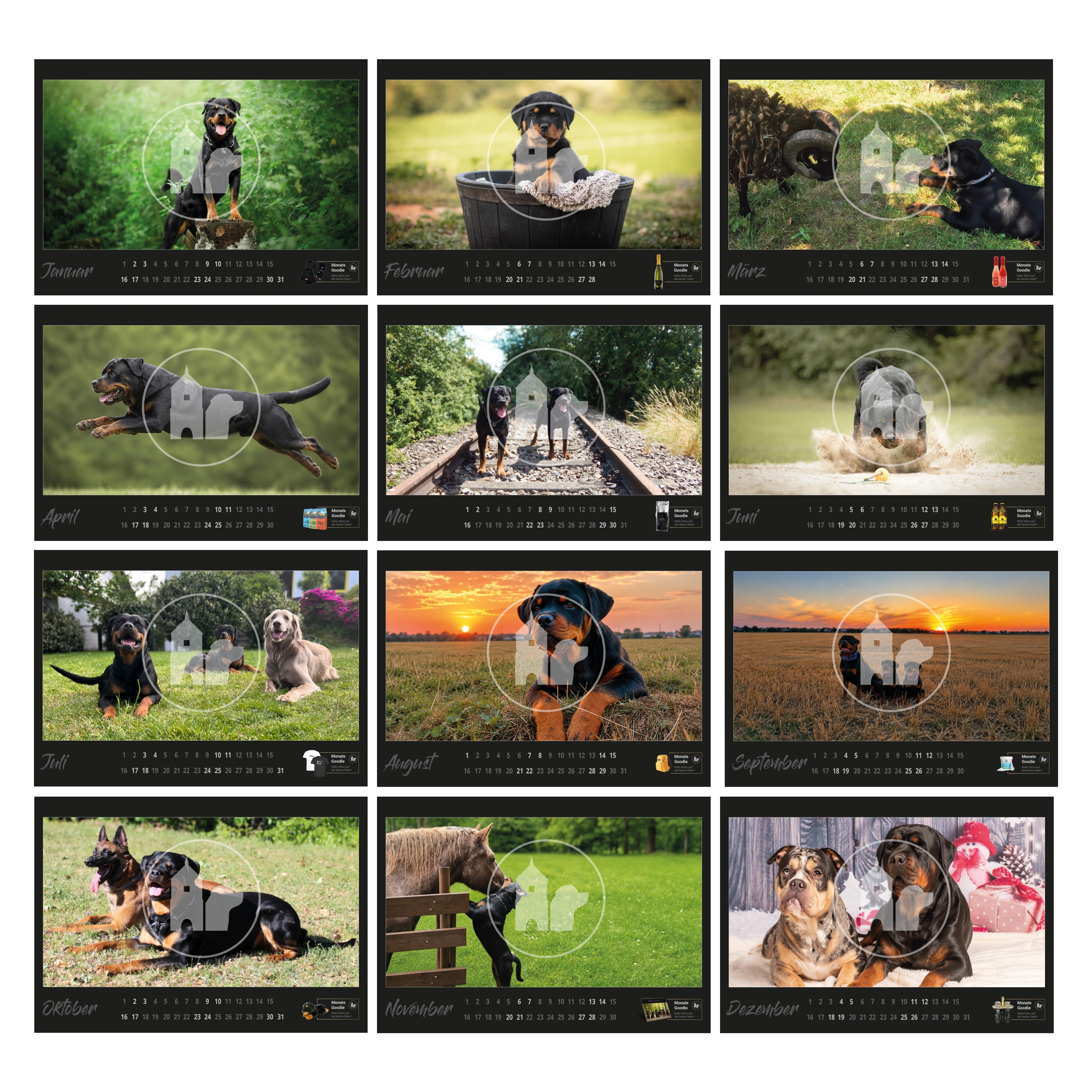 Rottweiler Kalender 2027 - "Rottweiler and Friends"