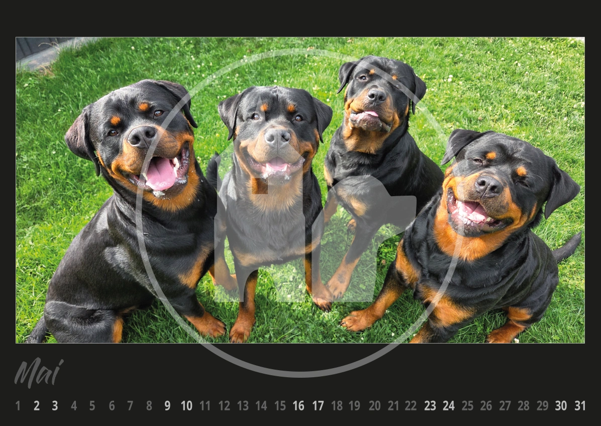 Rottweiler Hunde Kalender 2026