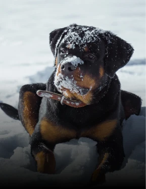 Rottweiler im Schnee Rottweiler im Schnee