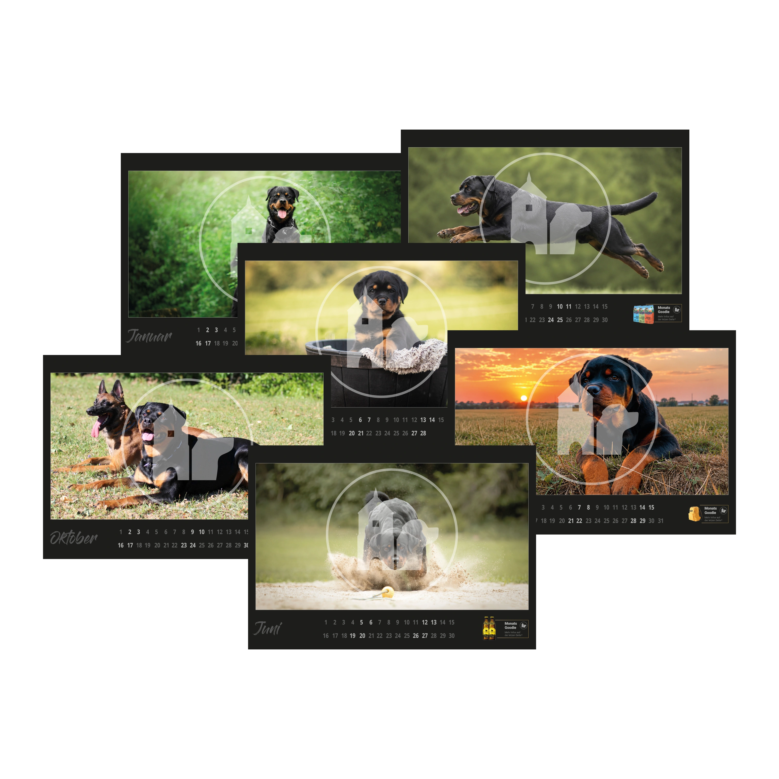Rottweiler Kalender 2027 - "Rottweiler and Friends" Rottweiler Kalender 2027 - "Rottweiler and Friends"