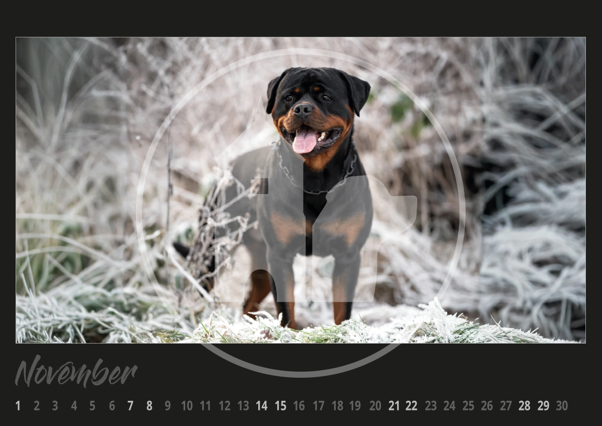 Rottweiler Hunde Kalender 2026 Rottweiler Hunde Kalender 2026