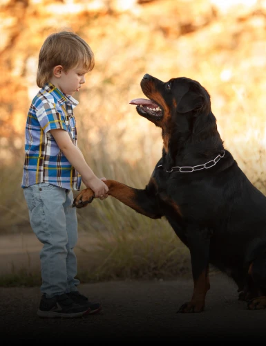 Kind mit einem Rottweiler Hund