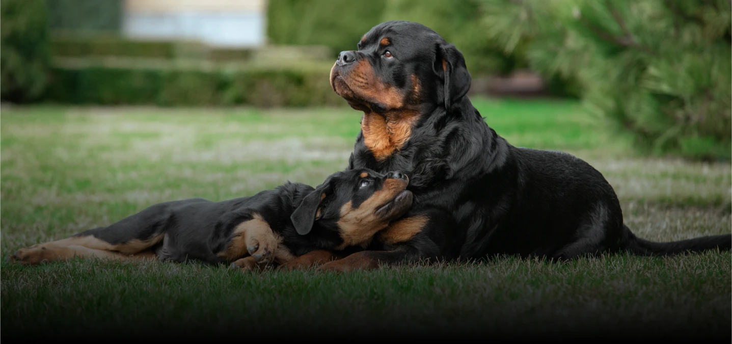 Zwei Rottweiler Hunde im Gras