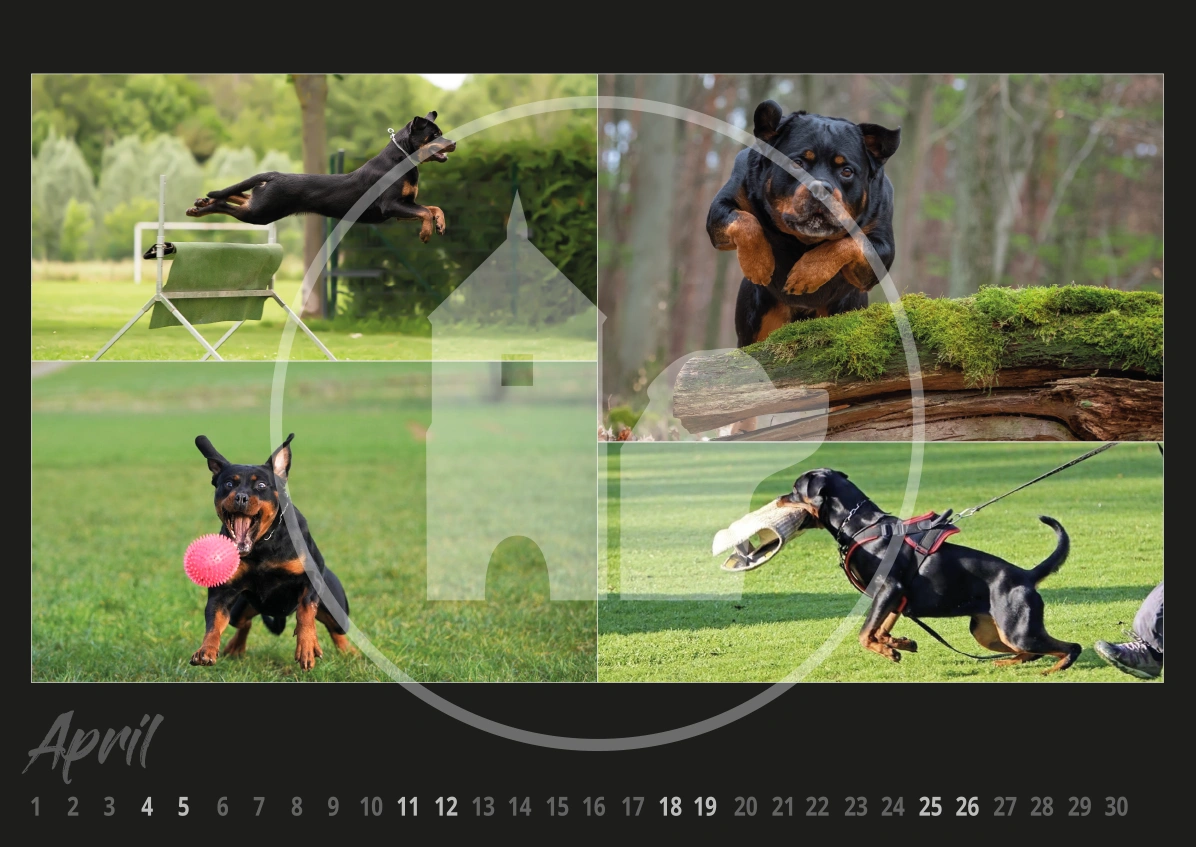 Rottweiler Hunde Kalender 2026