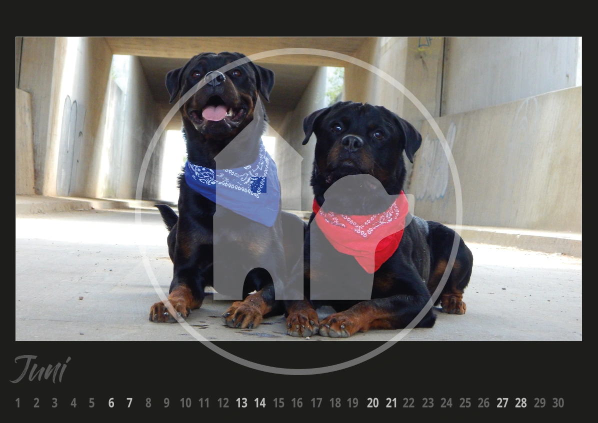 Rottweiler Hunde Kalender 2026 Rottweiler Hunde Kalender 2026