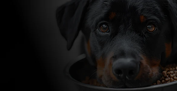 Hundefutter Rottweiler-Shop