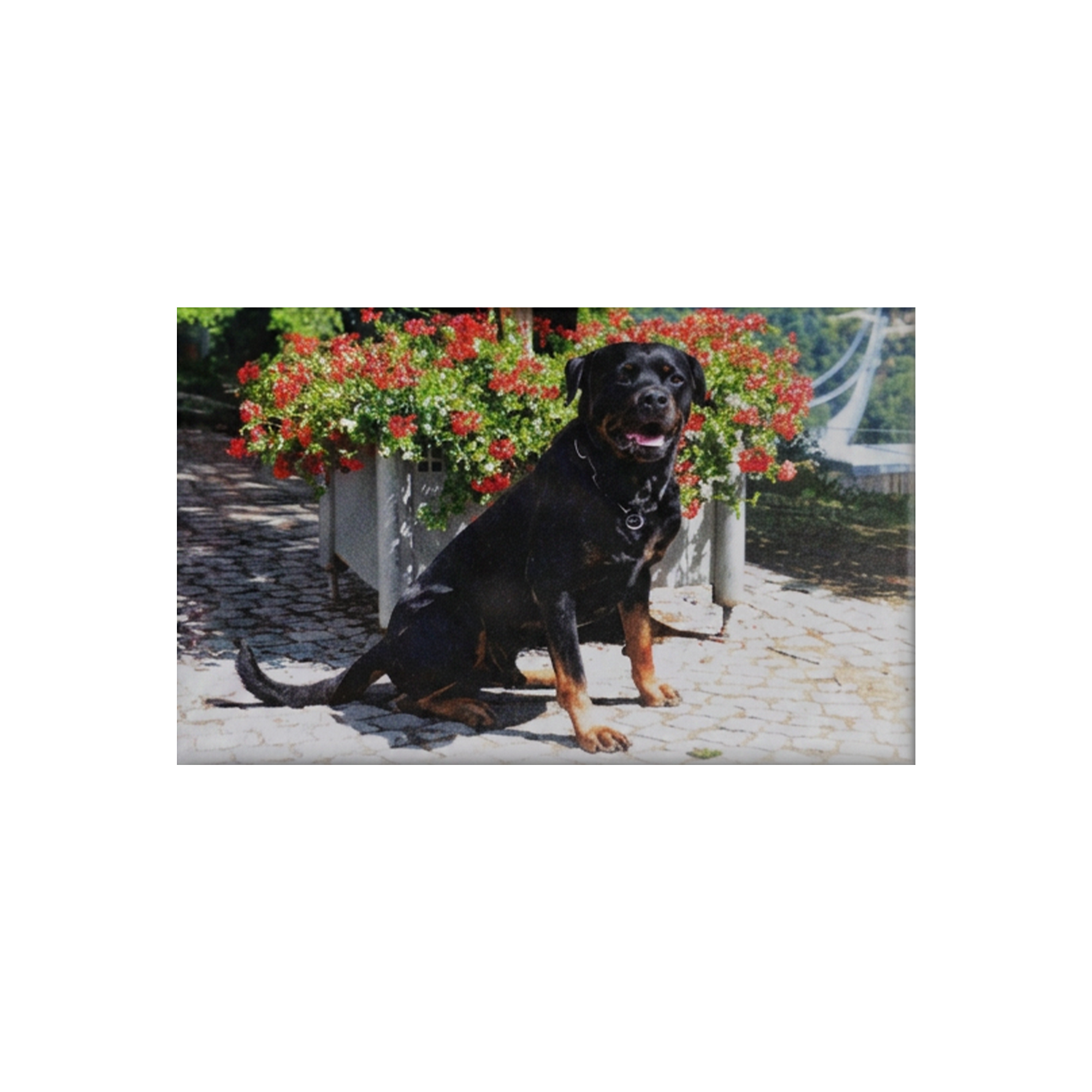 Rottweiler Magnet mit Neckarline Rottweiler Magnet mit Neckarline