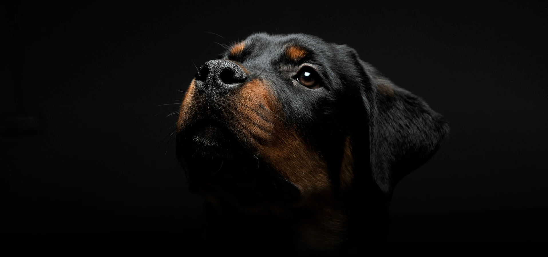 Rottweiler Hund