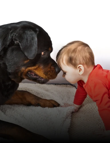 Rottweiler-Shop Kinderwelt Rottweiler-Shop Kinderwelt