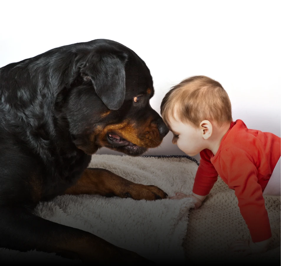 Rottweiler Hund mit Kind