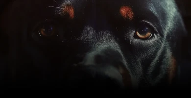 Rottweiler Hund Blick Rottweiler Hund