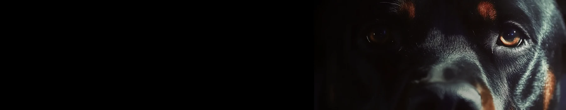 Rottweiler Shop Kategorie für den Hund Rottweiler Shop Kategorie für den Hund