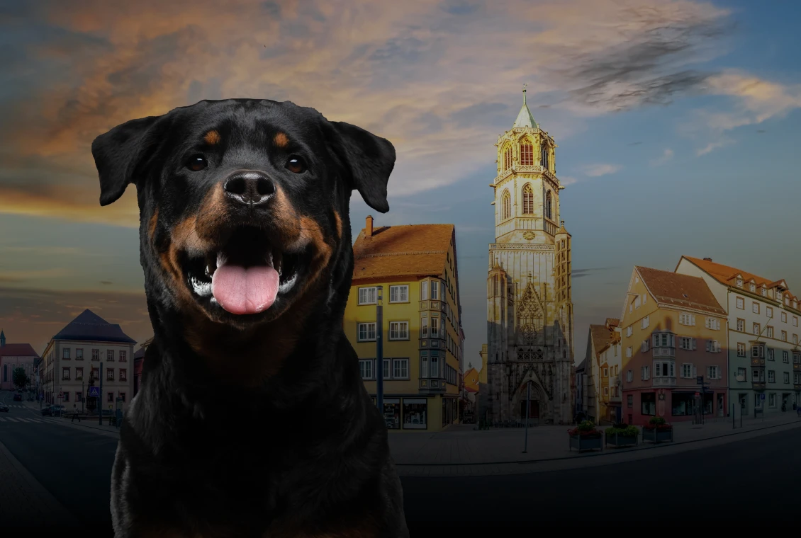 Rottweiler & Rottweil Rottweiler & Rottweil