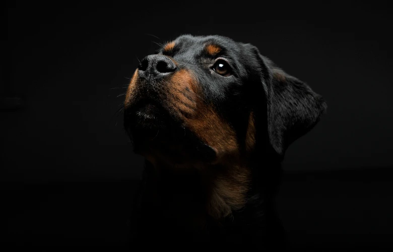 Rottweiler Hund