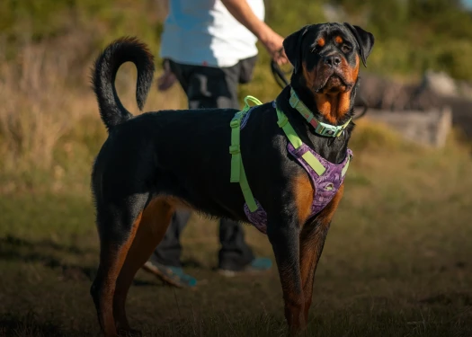 Rottweiler Hund im Geschirr Rottweiler Hund im Geschirr