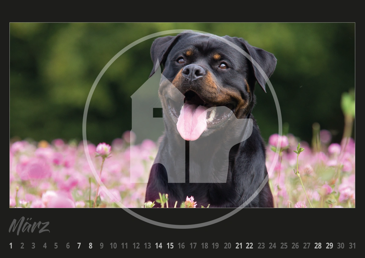 Rottweiler Hunde Kalender 2026 Rottweiler Hunde Kalender 2026